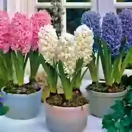 Collection 2